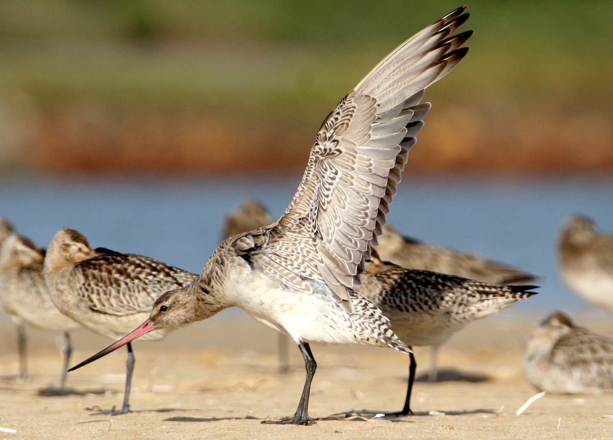 Bar-tailed Godwit - ML608527882