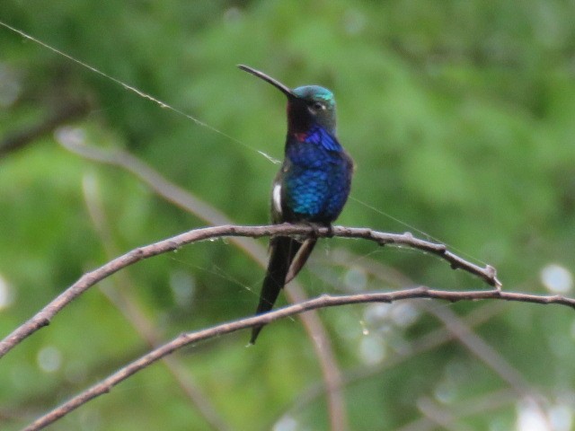 Blue-tufted Starthroat - ML608527958