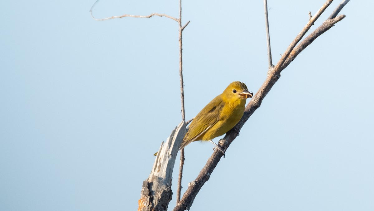 Summer Tanager - ML608527982