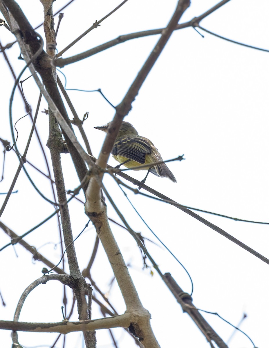 Yellow Tyrannulet - ML608528218