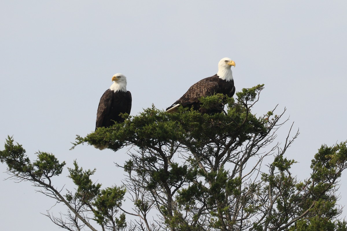 Bald Eagle - Alex Tongas