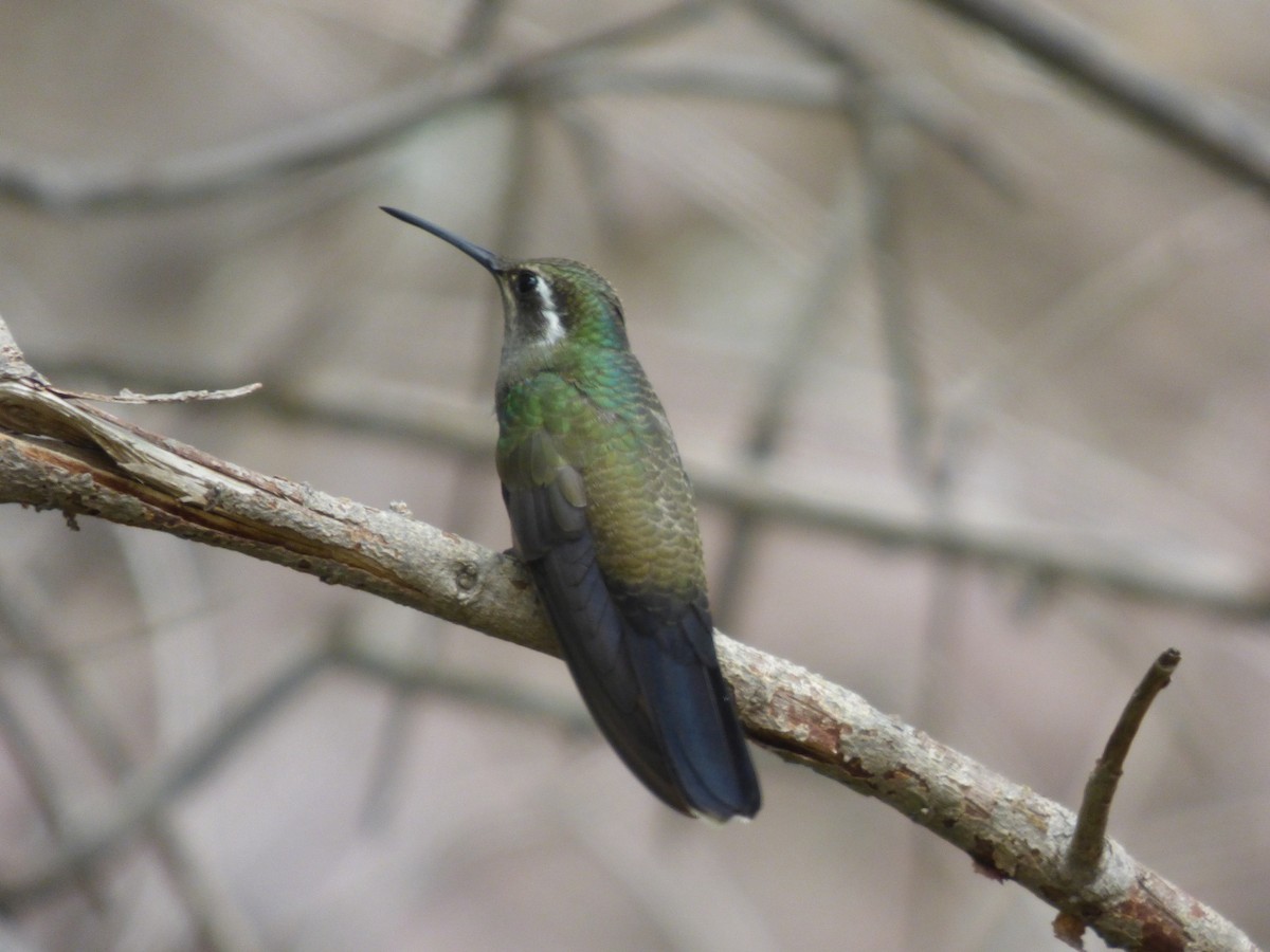 Broad-billed Hummingbird - Quinn F.