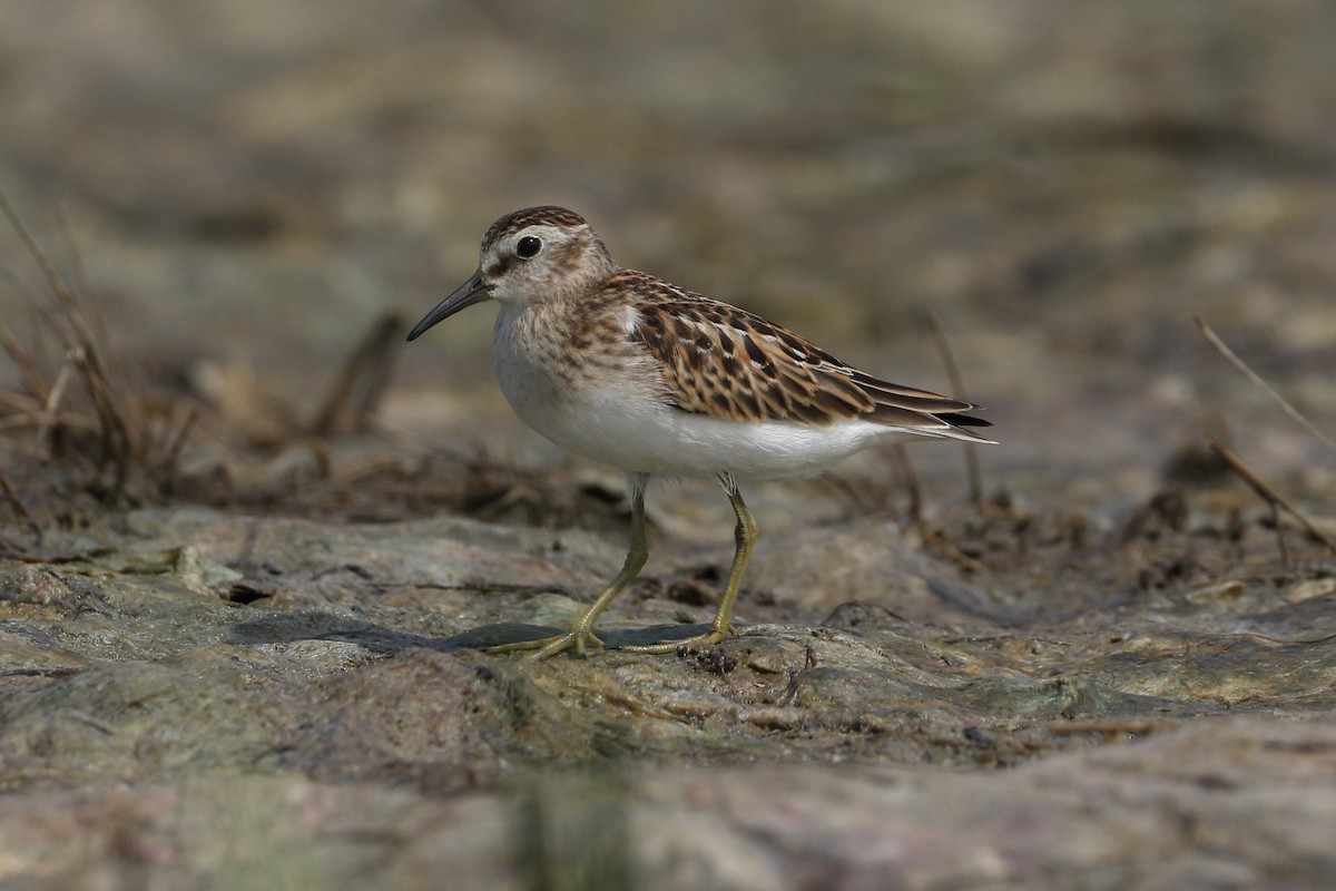 Least Sandpiper - Alex Tongas