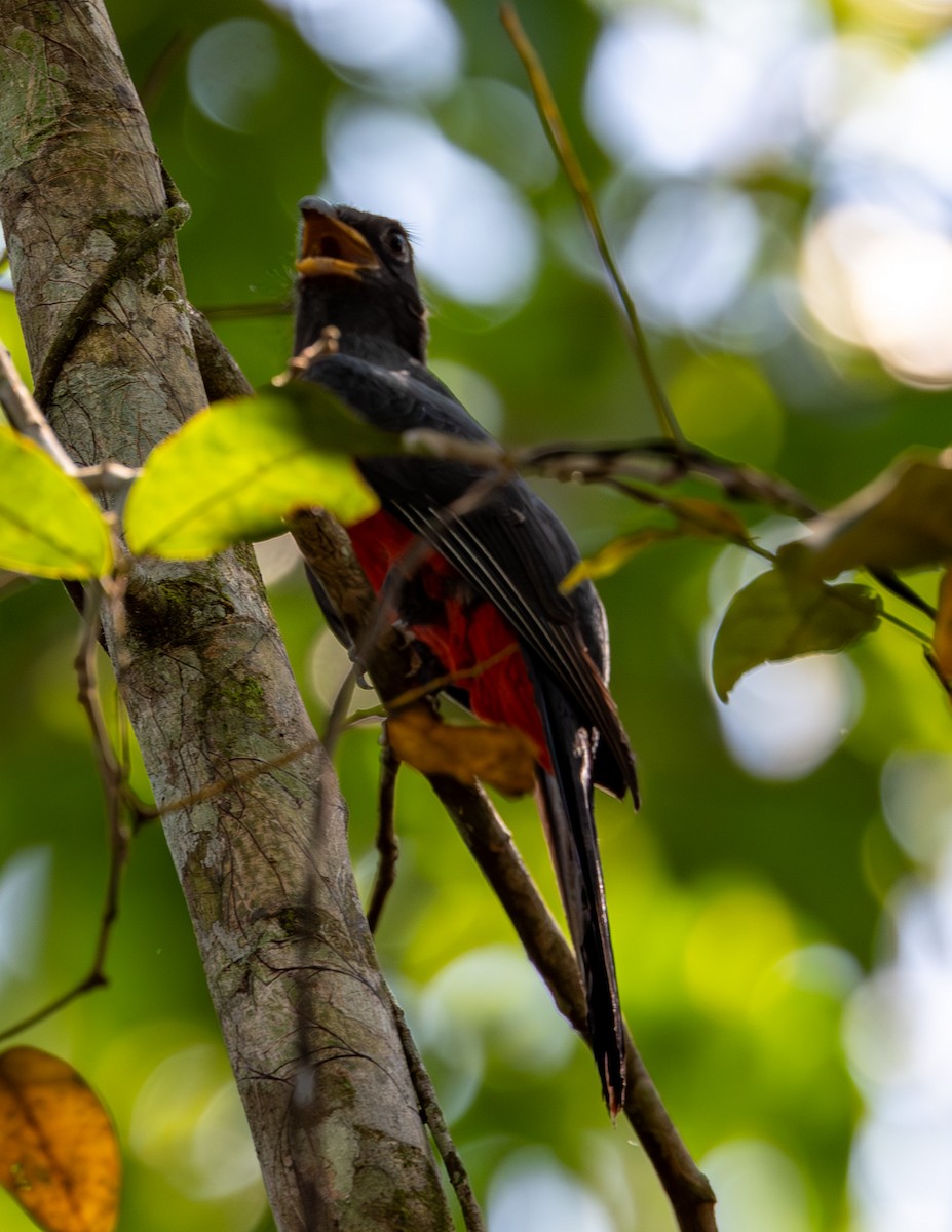 Black-tailed Trogon - Clarisse Odebrecht