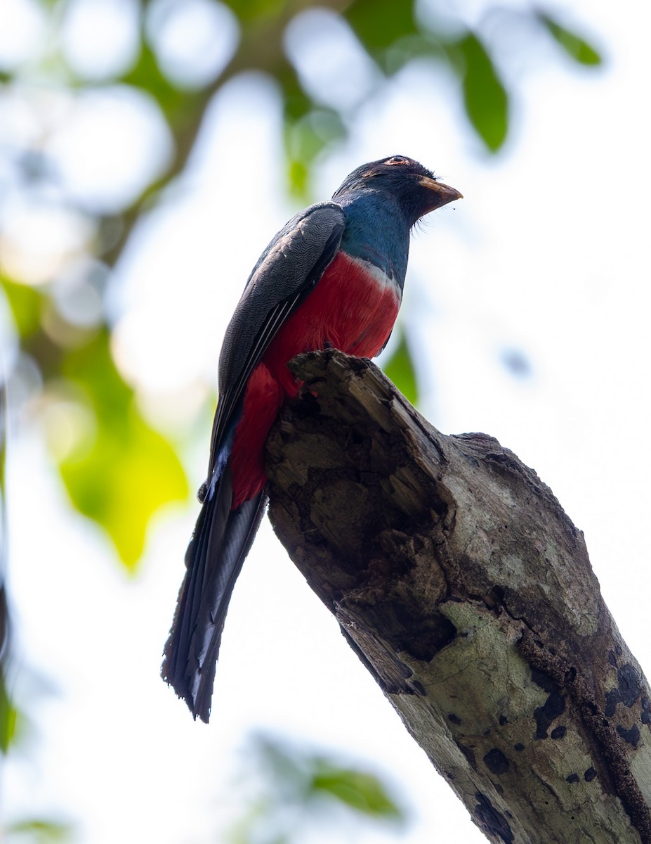 Black-tailed Trogon - Clarisse Odebrecht