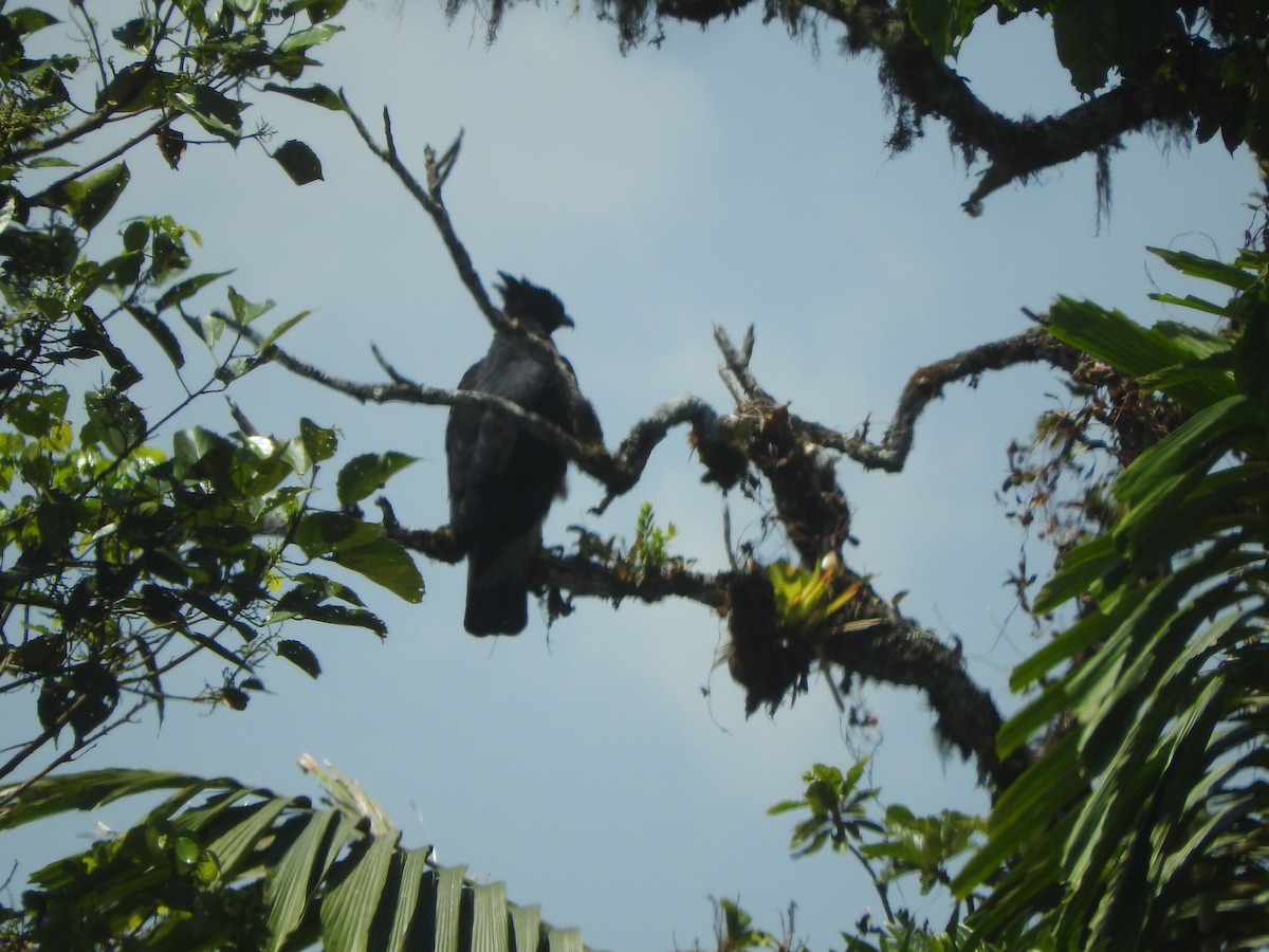 Black-and-chestnut Eagle - ML608528312