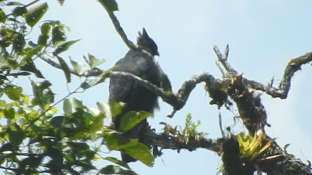 Black-and-chestnut Eagle - ML608528316