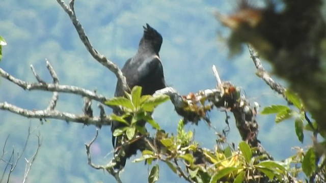 Black-and-chestnut Eagle - ML608528318