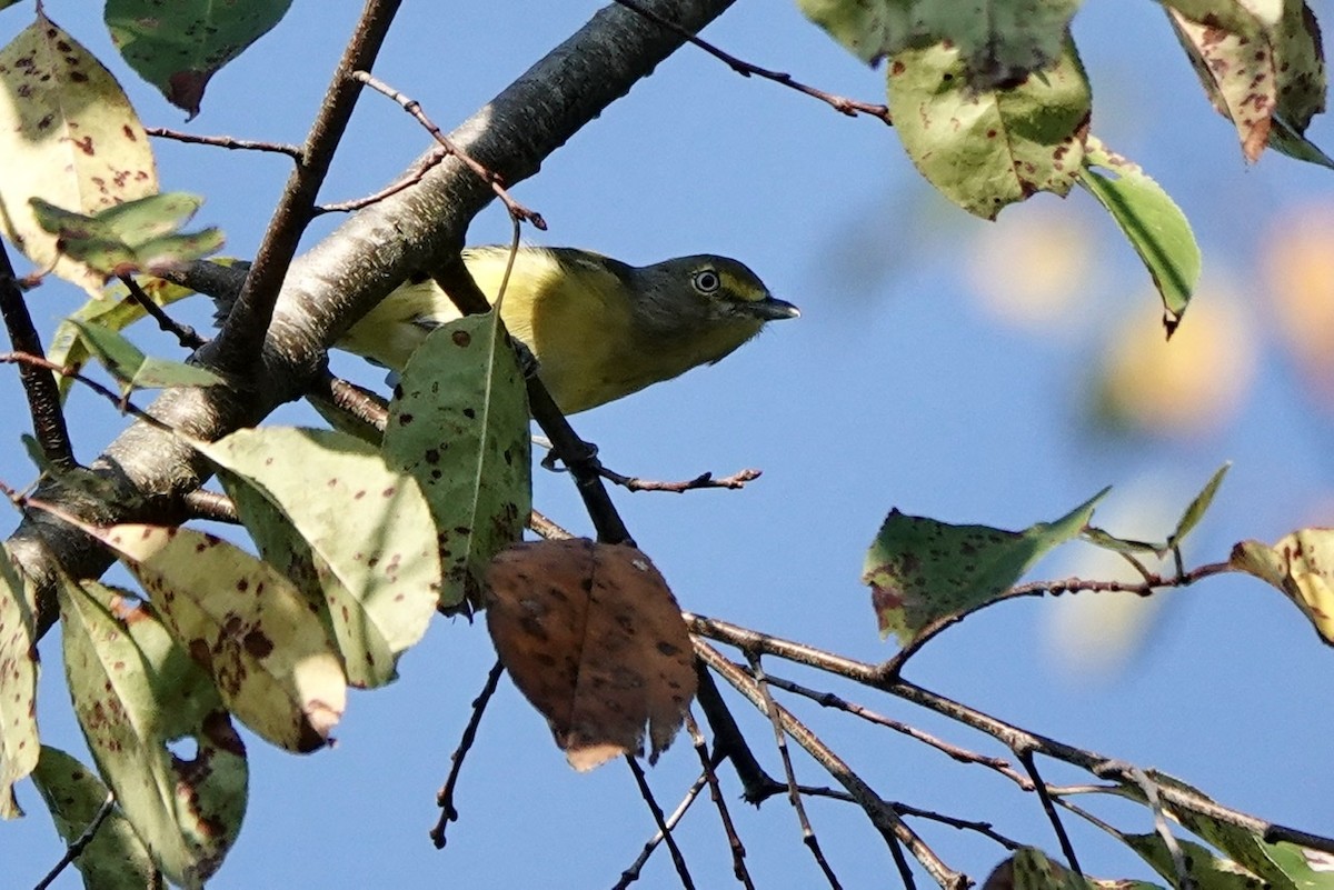 Vireo Ojiblanco - ML608528319