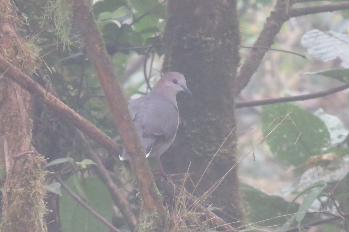 White-tipped Dove (decolor) - ML608528516