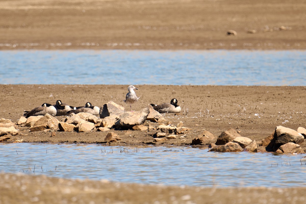 Gaviota Occidental - ML608528607