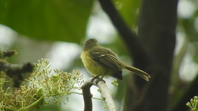 Yellow Tyrannulet - ML608528632