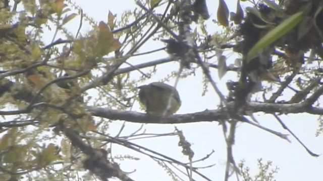 Slaty-capped Shrike-Vireo - ML608528666