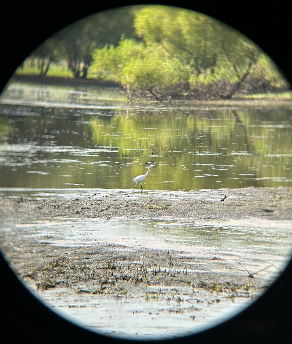 Little Blue Heron - ML608528840