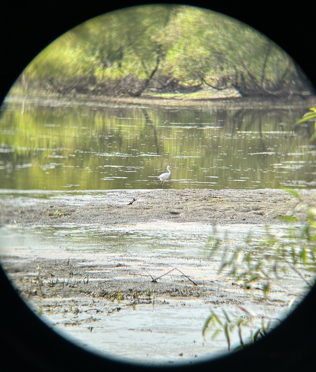 Little Blue Heron - ML608528841