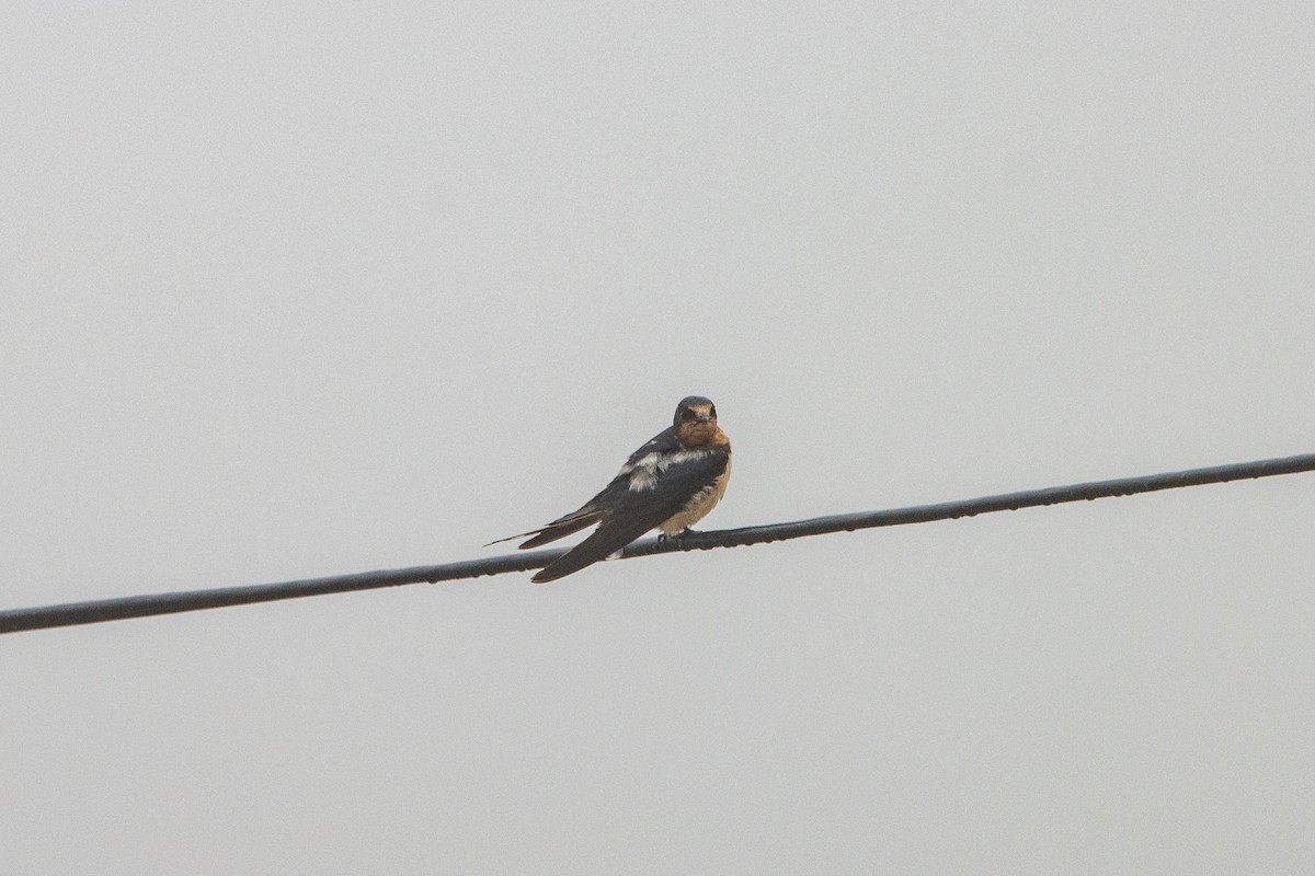 Barn Swallow - ML608528913