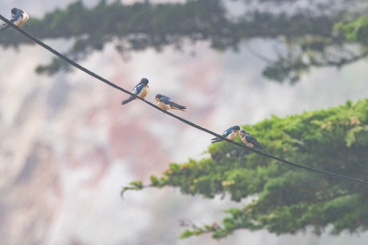 Barn Swallow - ML608528914