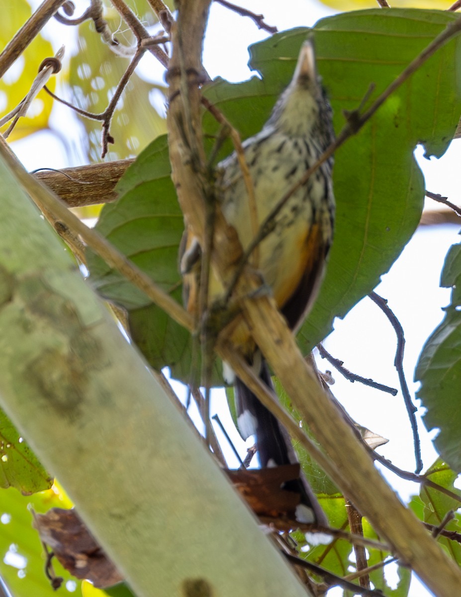 Striated Antbird - ML608529016