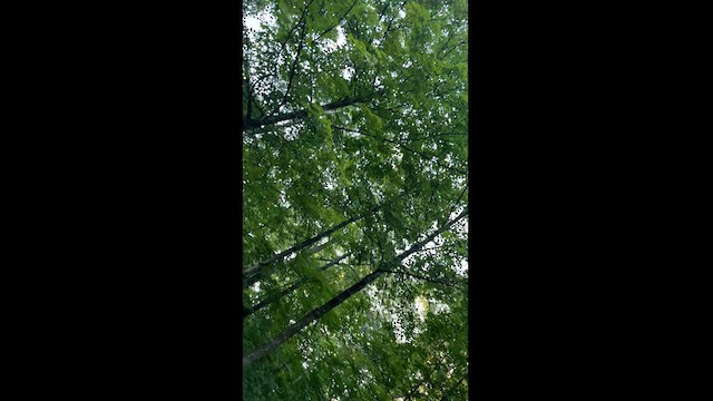 Bec-croisé des sapins - ML608529021