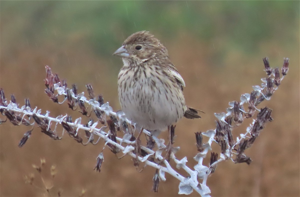 Lark Bunting - Linda Daily