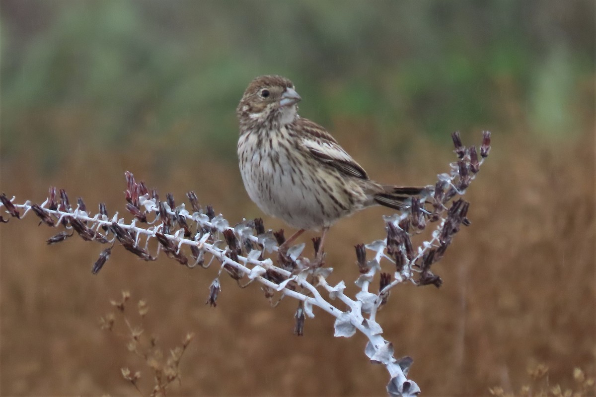 Lark Bunting - Linda Daily