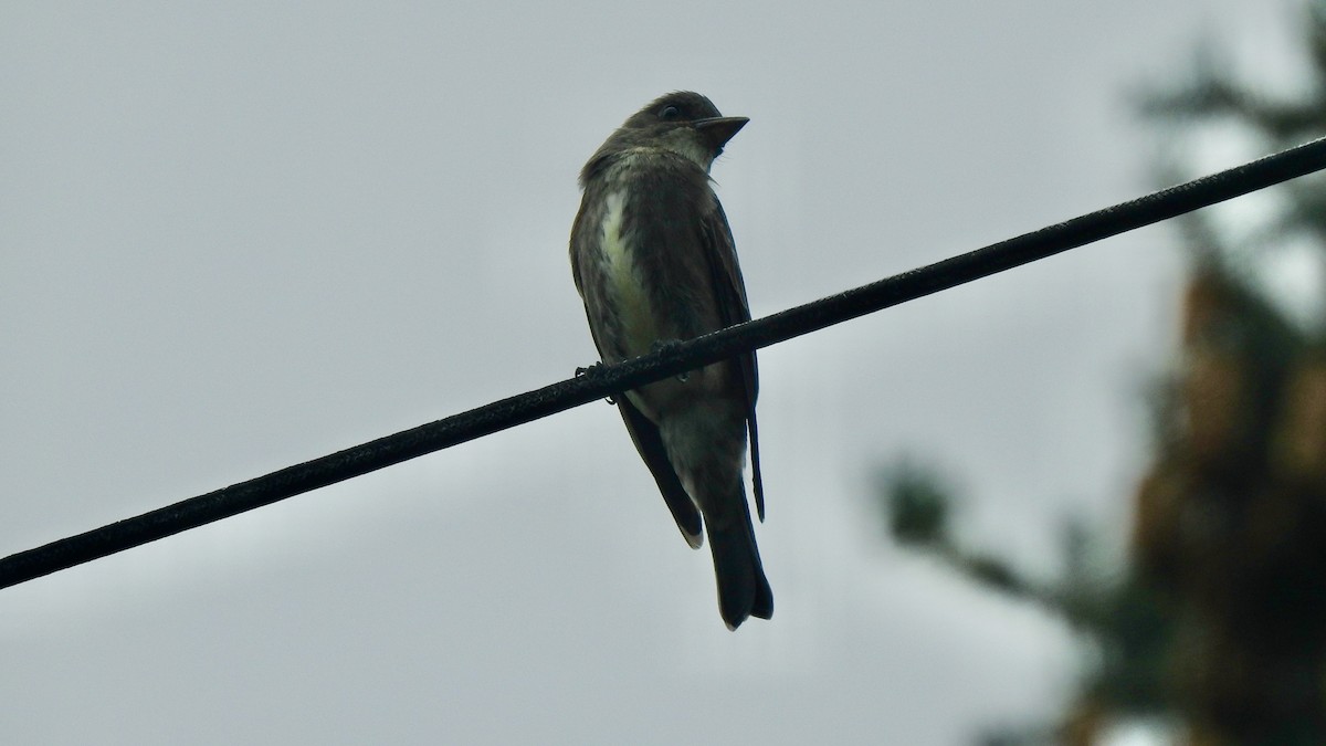 Olive-sided Flycatcher - ML608529056