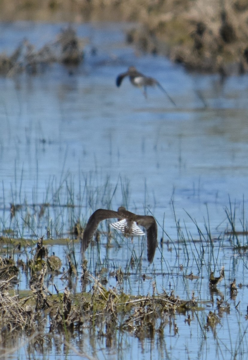 Solitary Sandpiper - ML608529132