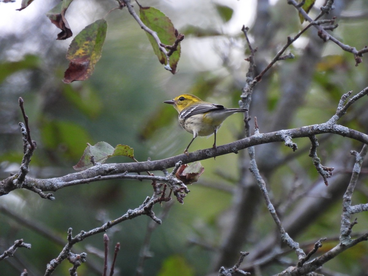 Black-throated Green Warbler - ML608529230