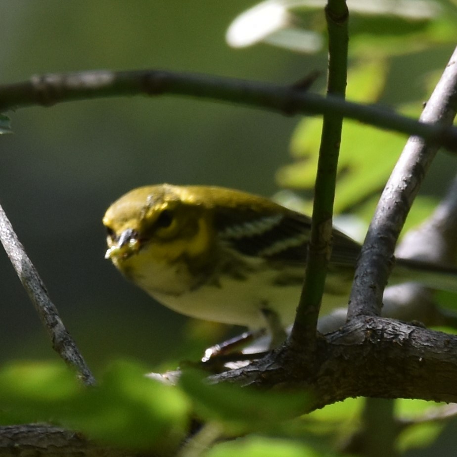 Black-throated Green Warbler - ML608529272