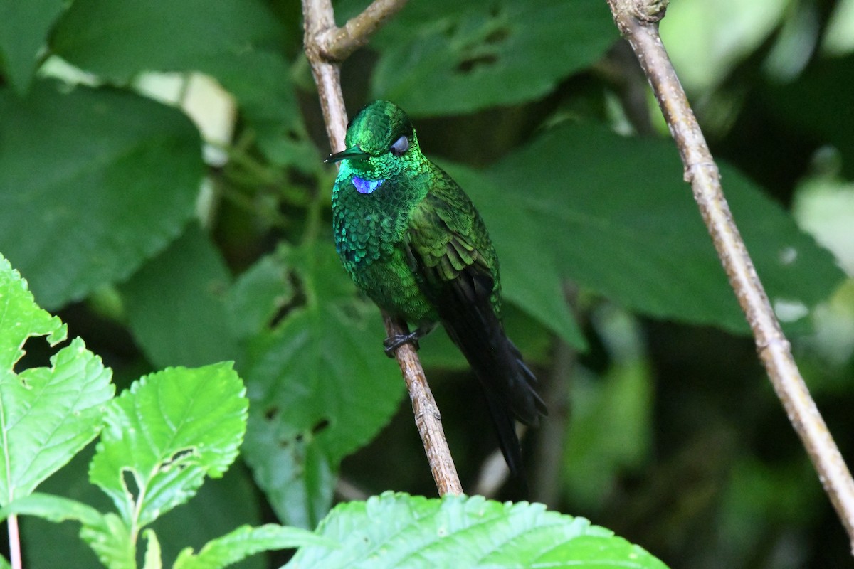 Green-crowned Brilliant - Sherri & Camera Guy