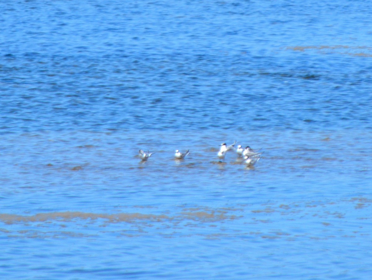 Little Tern - ML608529341