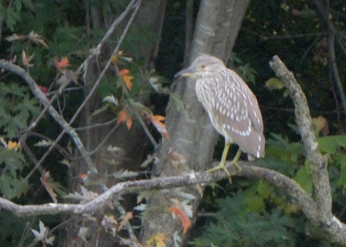 Black-crowned Night Heron - ML608529458