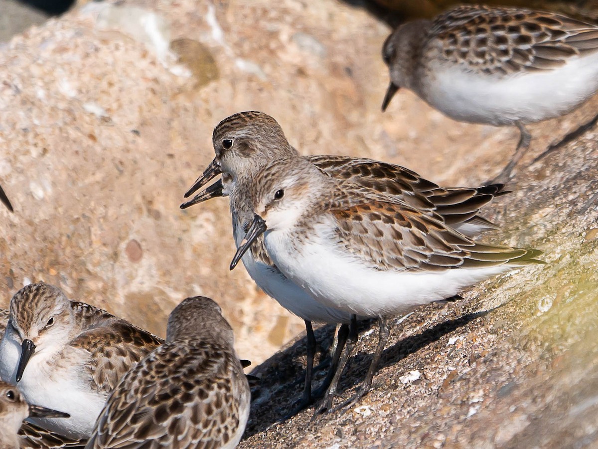 Western Sandpiper - ML608529505