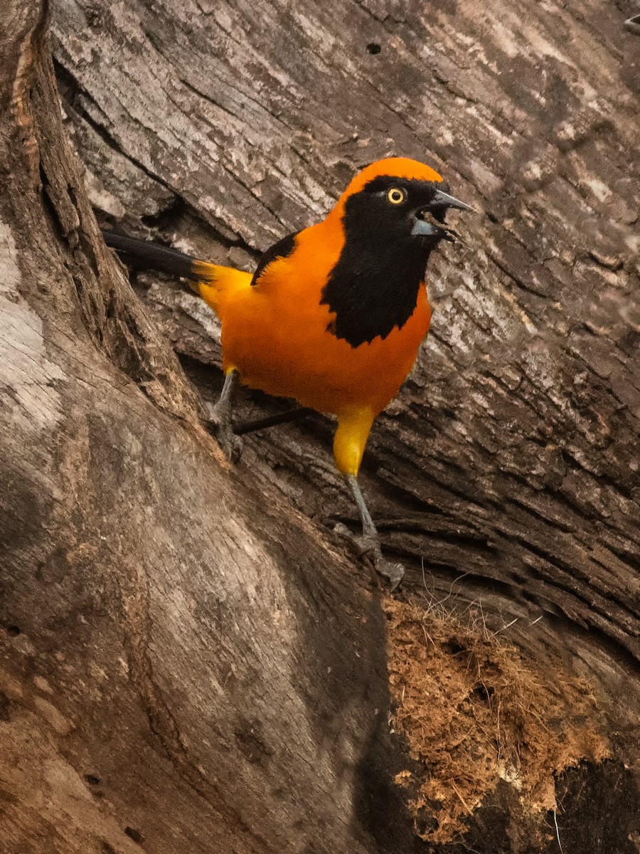 Orange-backed Troupial - Graciela  Neira