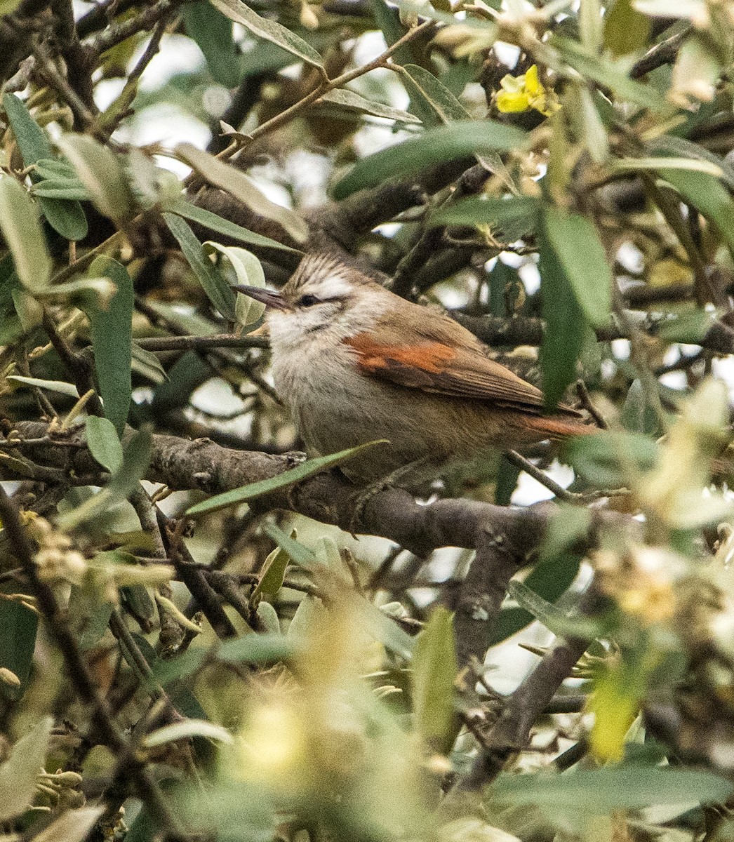 Stripe-crowned Spinetail - ML608529599