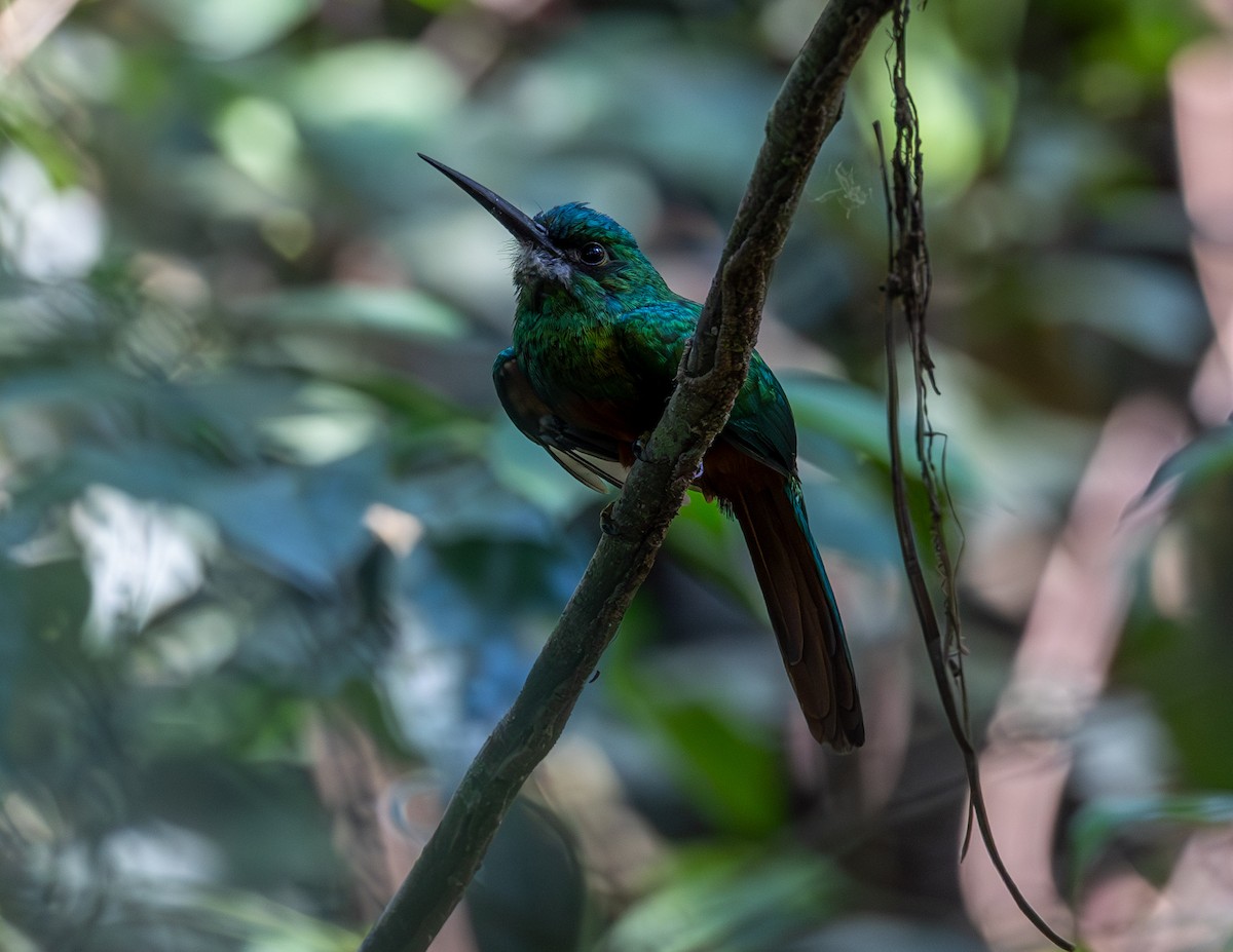 Bluish-fronted Jacamar - Clarisse Odebrecht