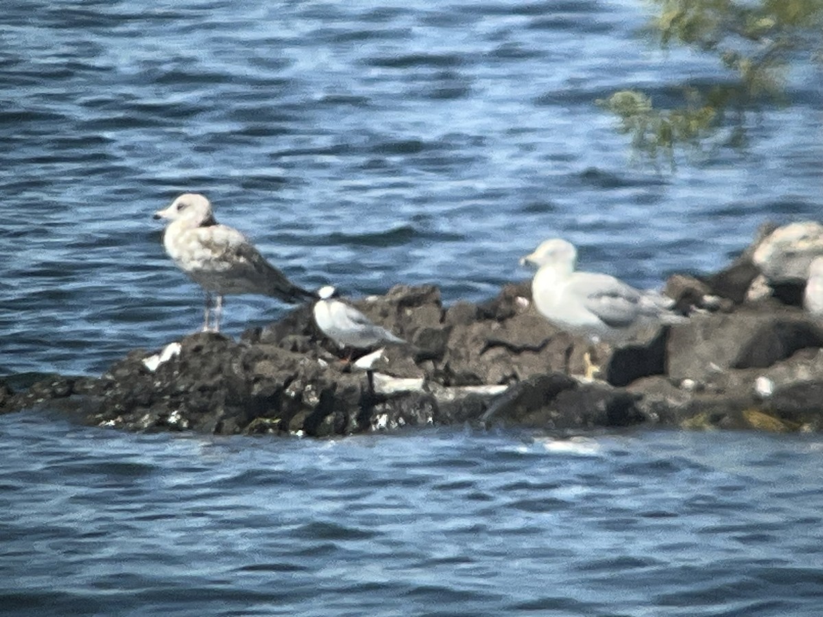 Forster's Tern - ML608529785