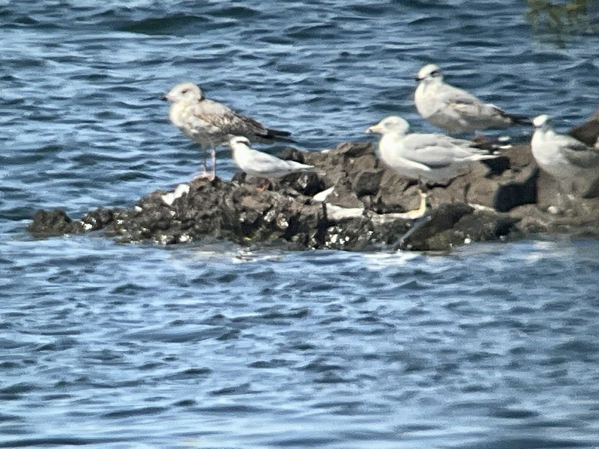 Forster's Tern - ML608529790