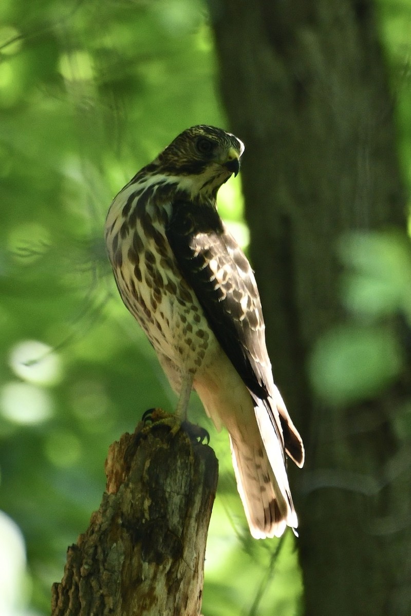 Broad-winged Hawk - ML608529848