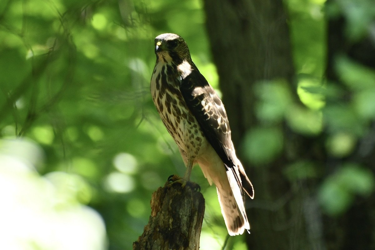 Broad-winged Hawk - ML608529849