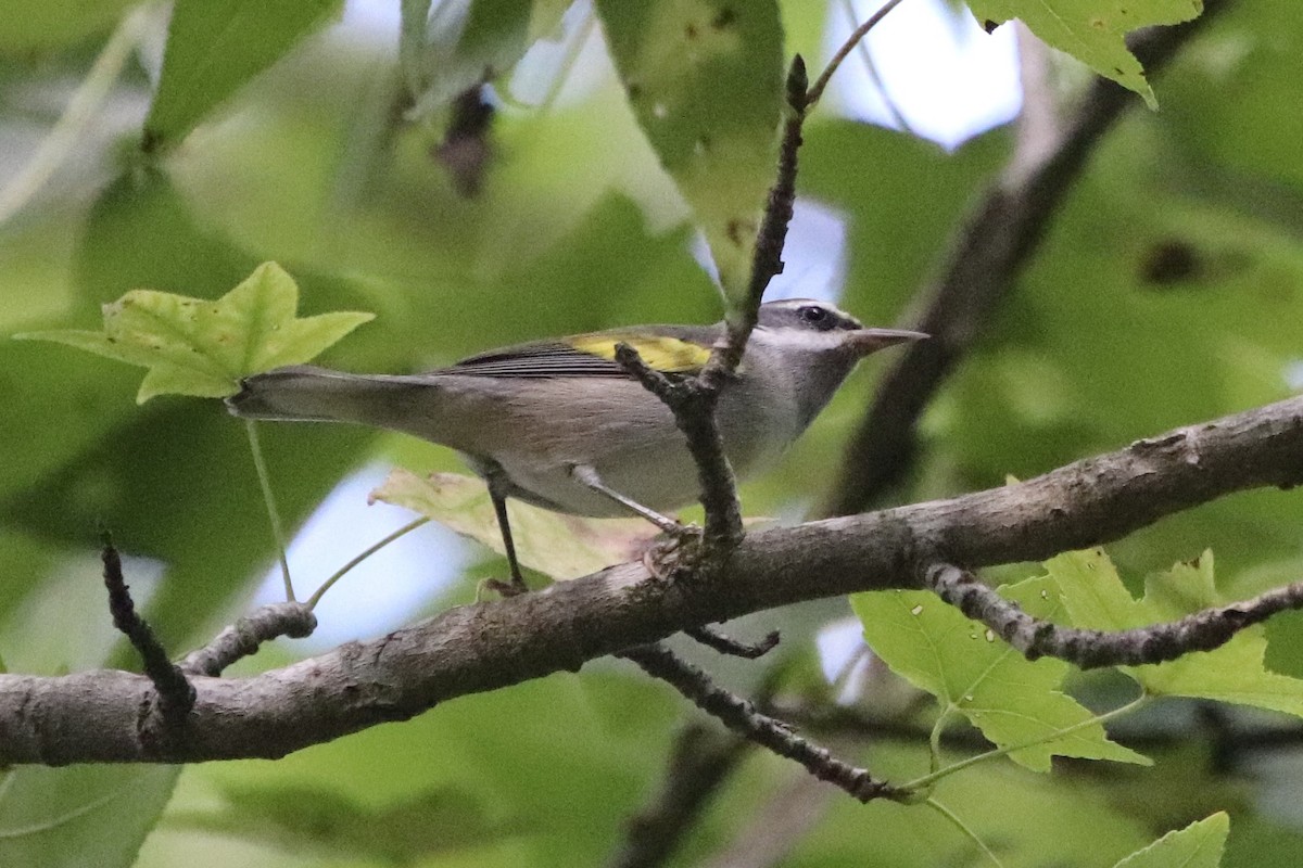Golden-winged Warbler - ML608529894