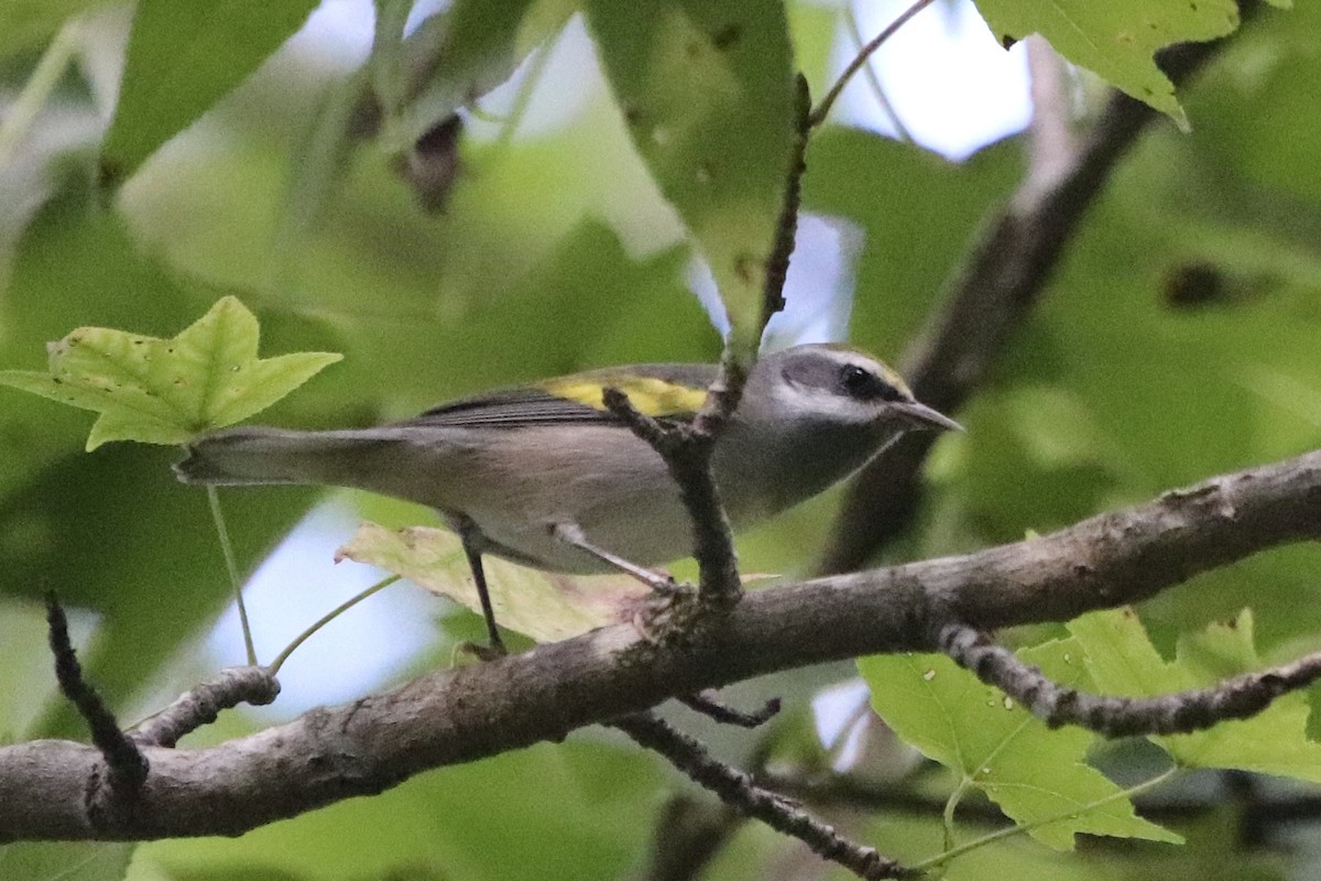 Golden-winged Warbler - ML608529895