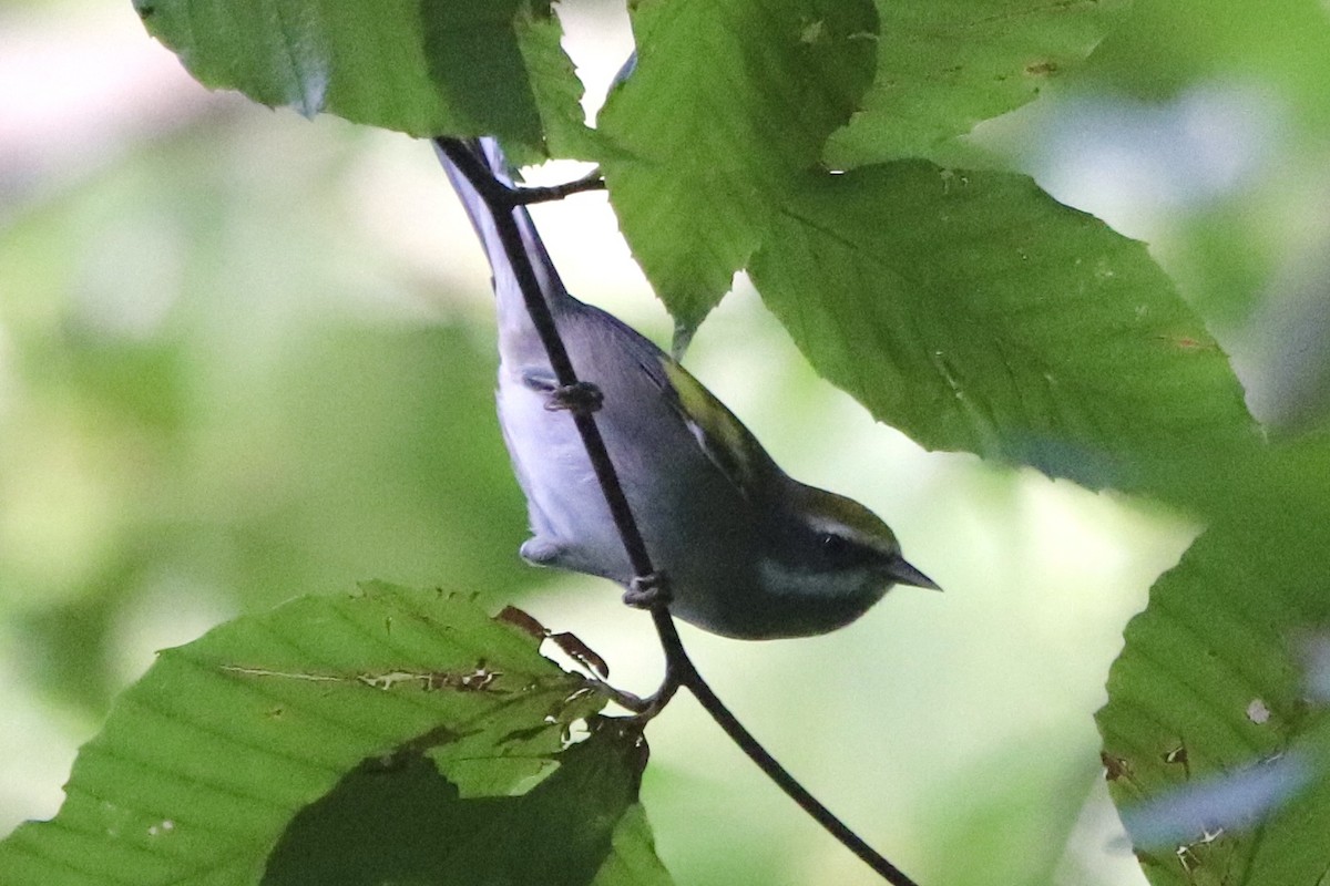 Golden-winged Warbler - ML608529896