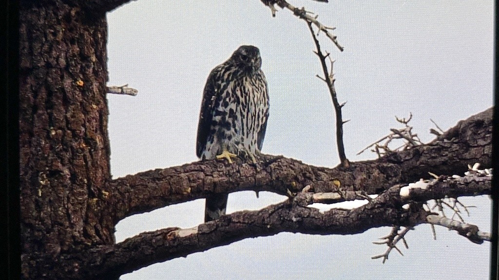 American Goshawk - Omar Moquit