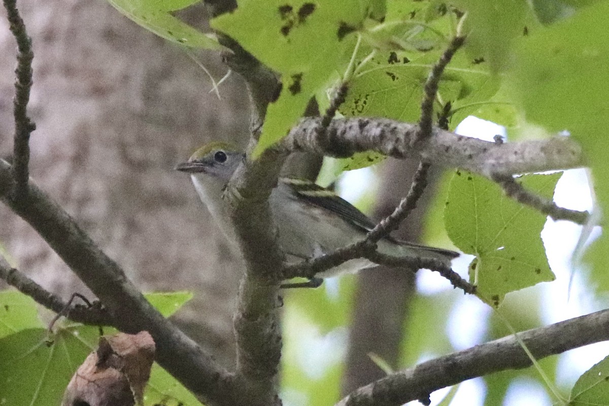 Chestnut-sided Warbler - ML608529912