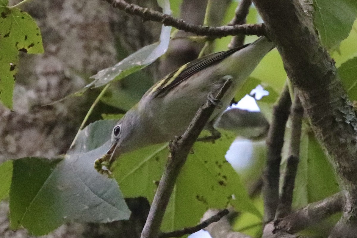 Chestnut-sided Warbler - ML608529913
