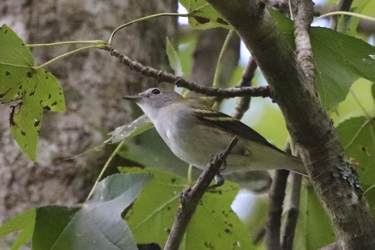 Chestnut-sided Warbler - ML608529914