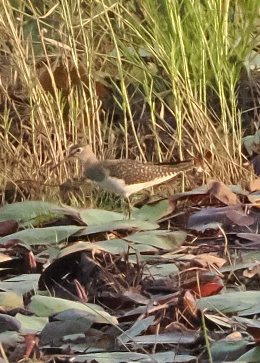 Solitary Sandpiper - ML608530092