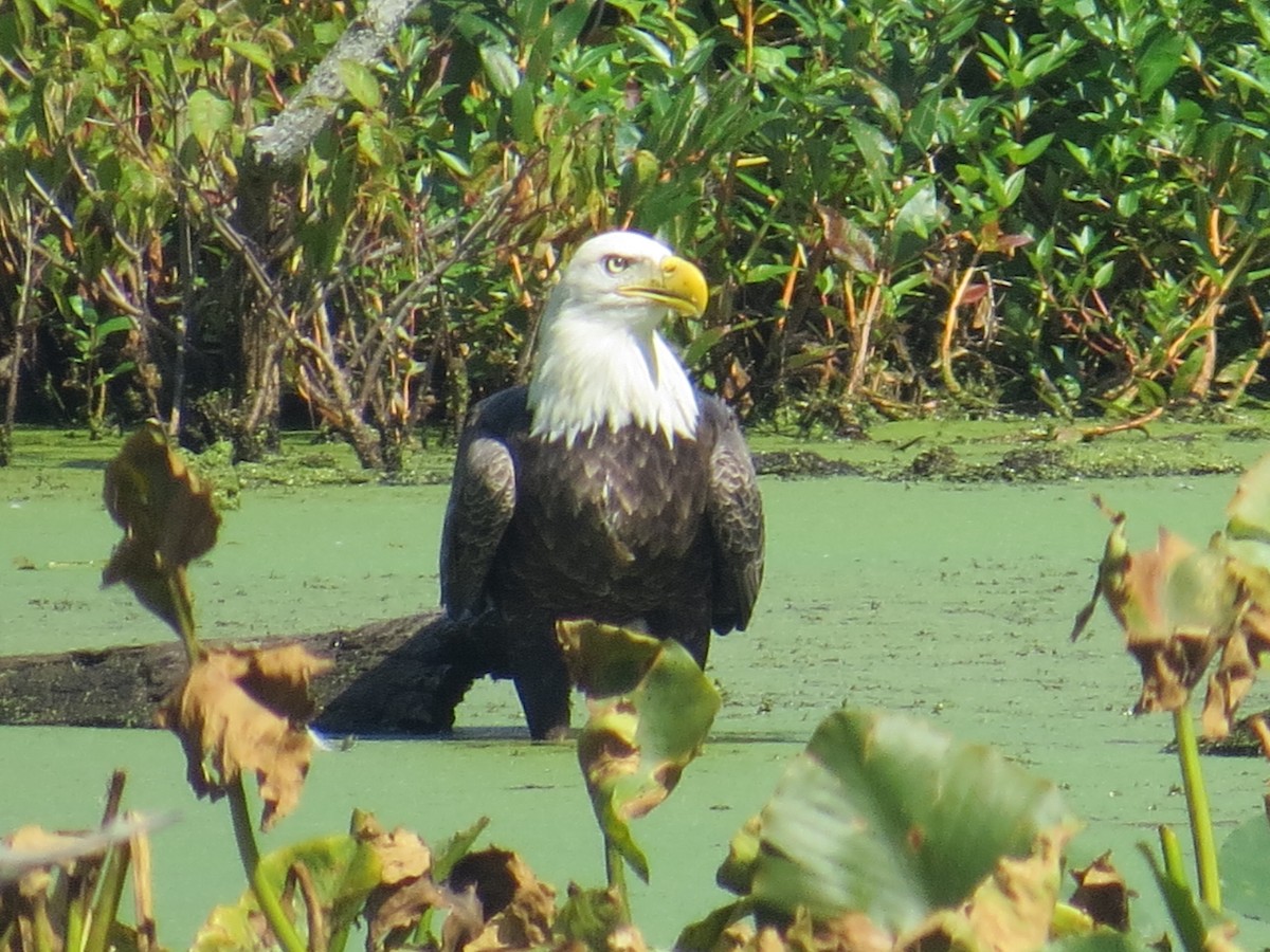 Bald Eagle - ML608530094