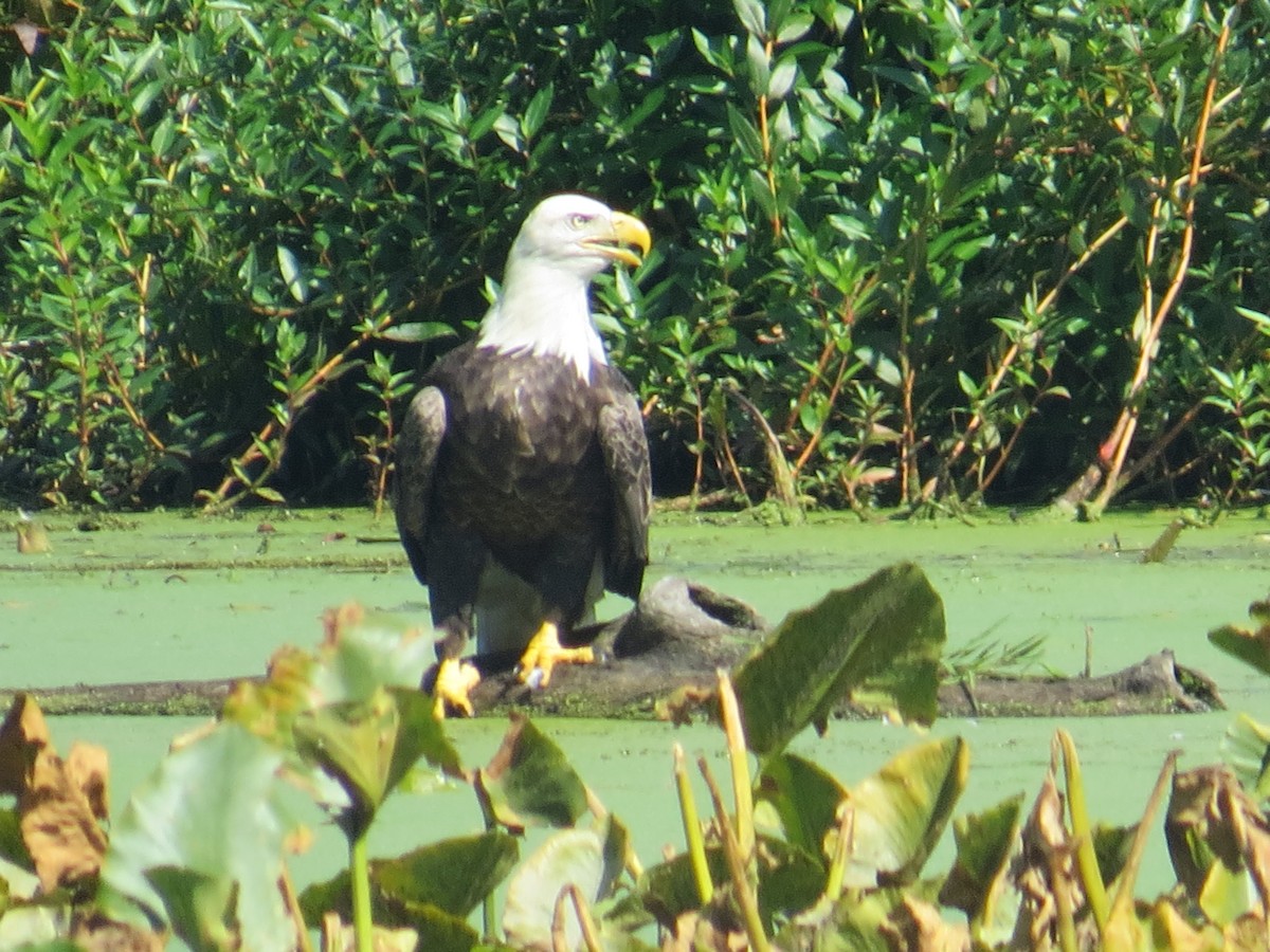 Bald Eagle - Ethan Maynard